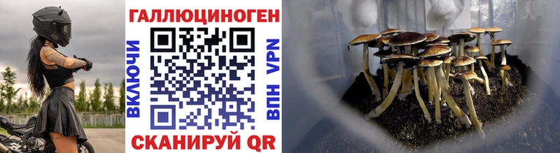 Галлюциногенные грибы Psilocybine cubensis  хочу   Белово 